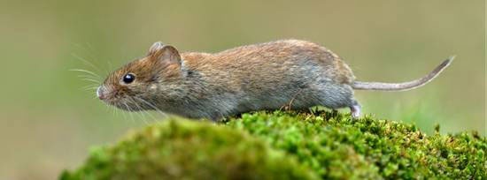 52100_Medvedeva_01_1