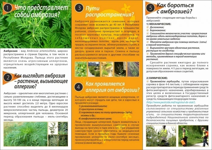 Амброзия 15.07.2026г.