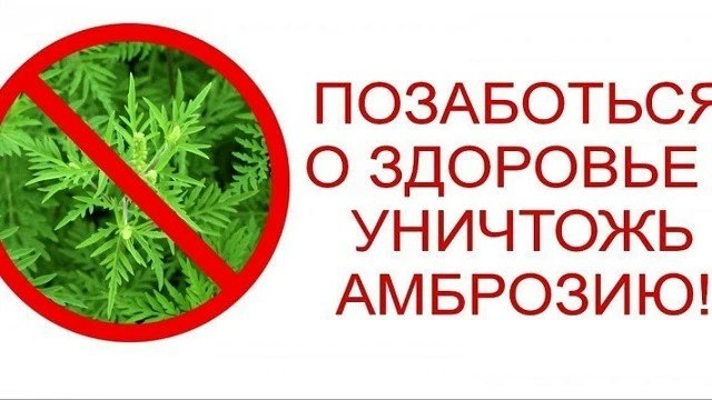 Амброзия