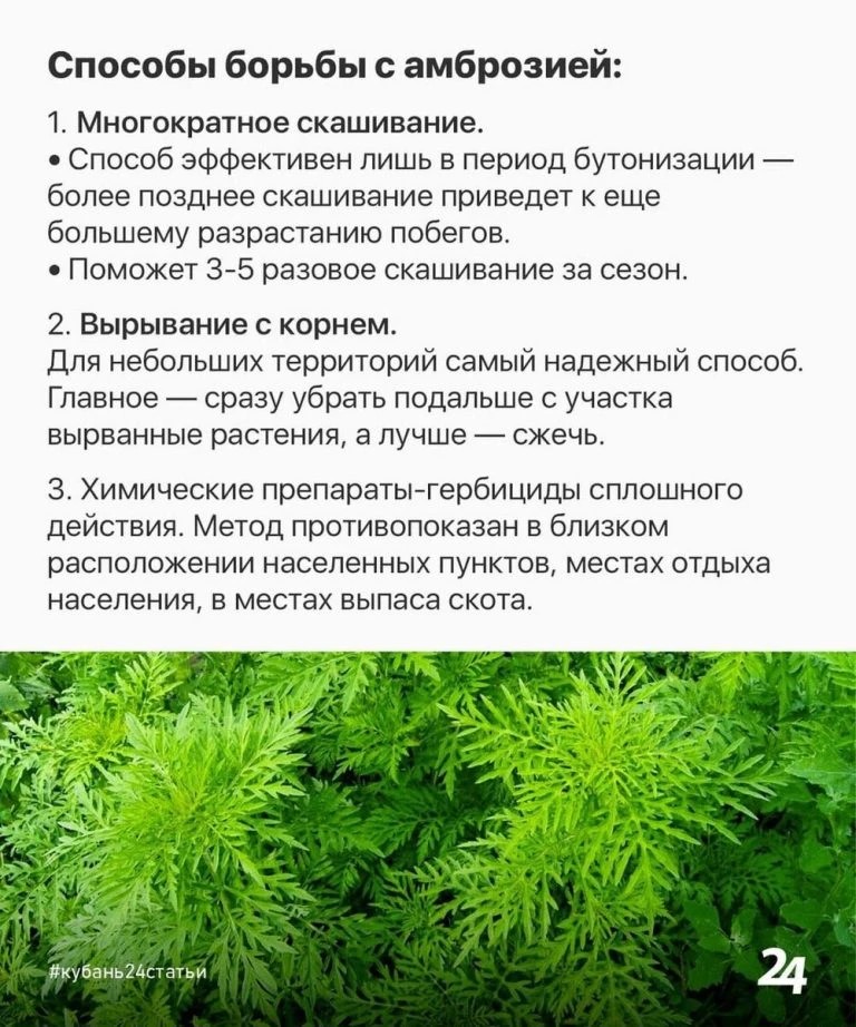 Амброзия