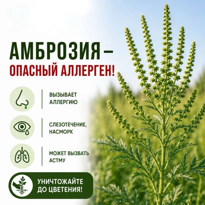 АМБРОЗИЯ