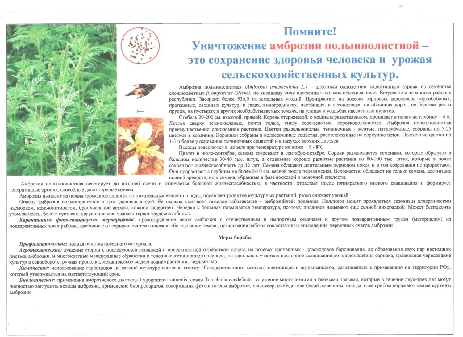 Амброзия