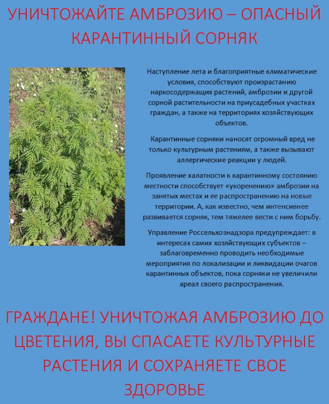 Внимание амброзия....