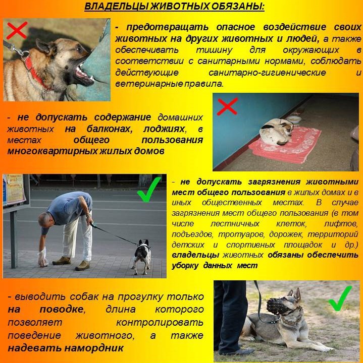 Владельцы животных обязаны...