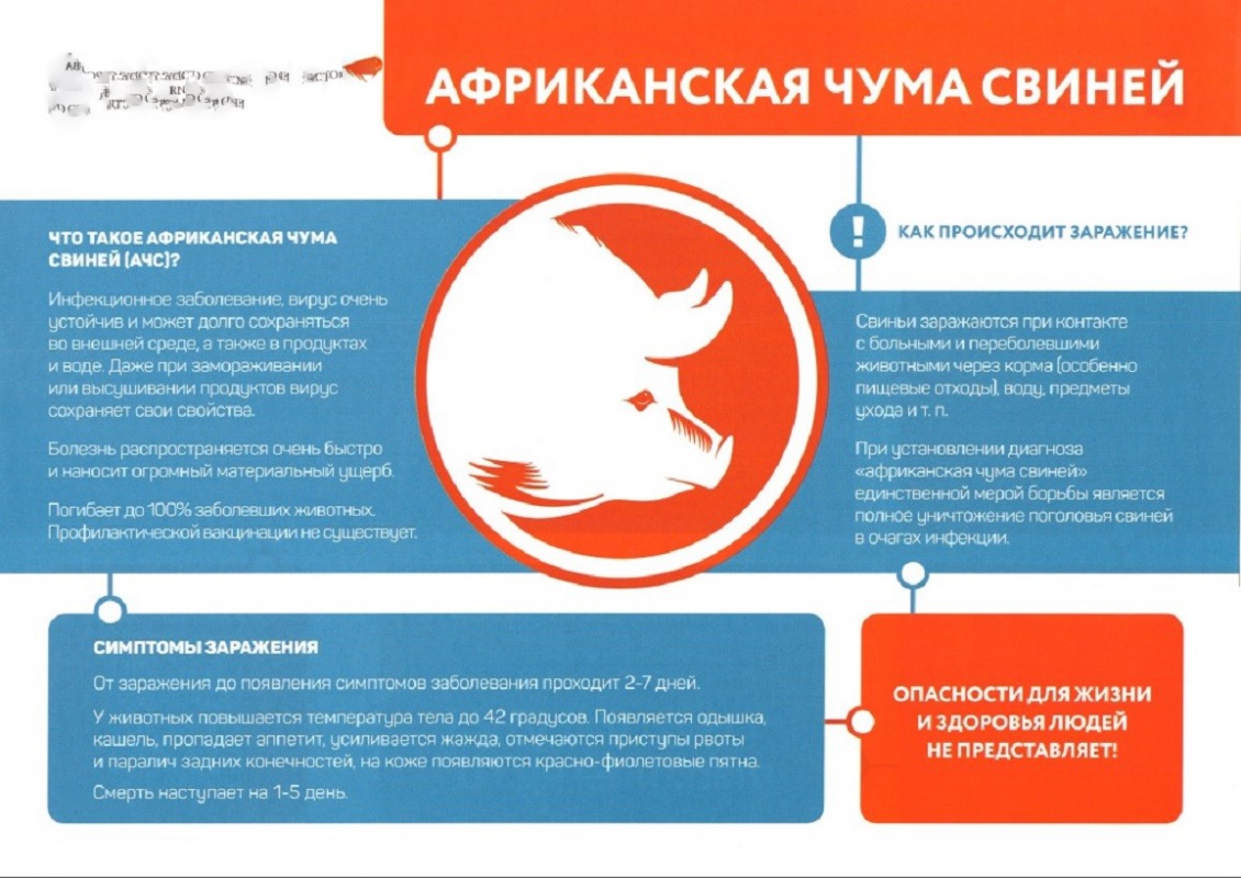 Африканская чума свиней....