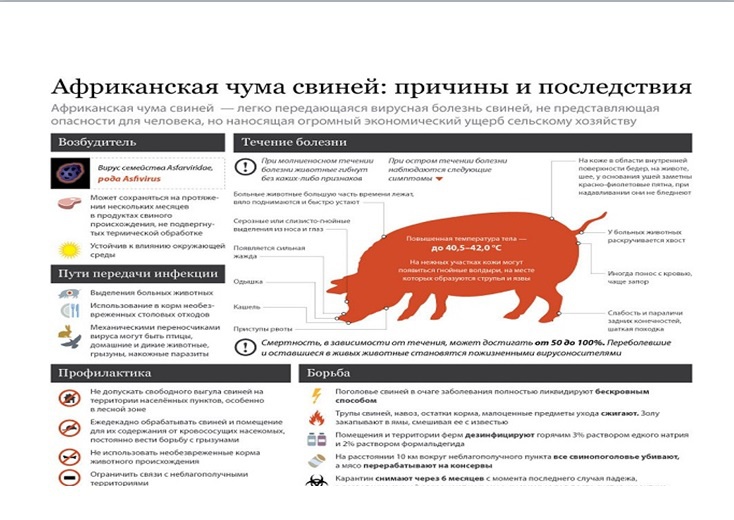 Африканская чума свиней....
