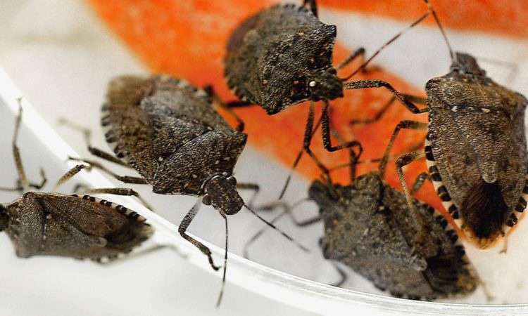 Коричнево-мраморный клоп: меры борьбы в сельском хозяйстве и дома