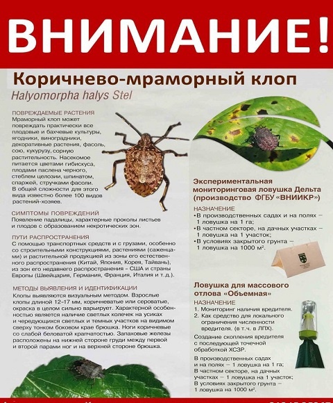 Внимание коричнево-мраморный клоп ....