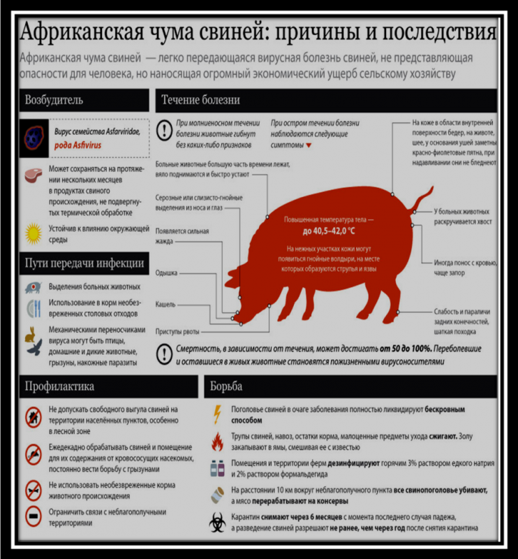 Африканская чума свиней: причины и последствия....