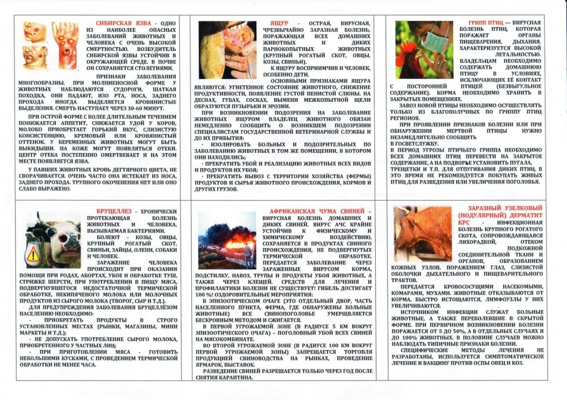 Памятка по профилактике инфекционных болезней животных и птиц ....