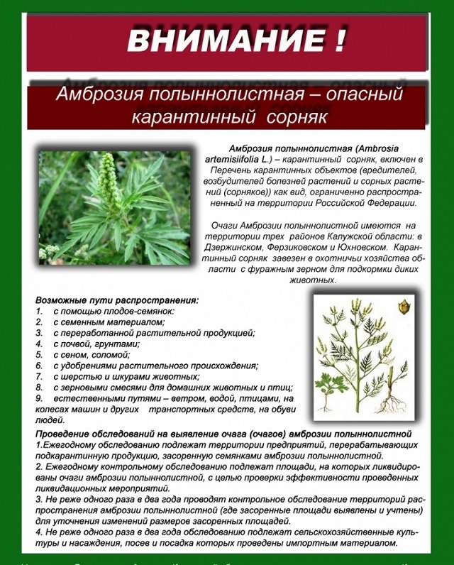 ВНИМАНИЕ АМБРОЗИЯ!!!!!