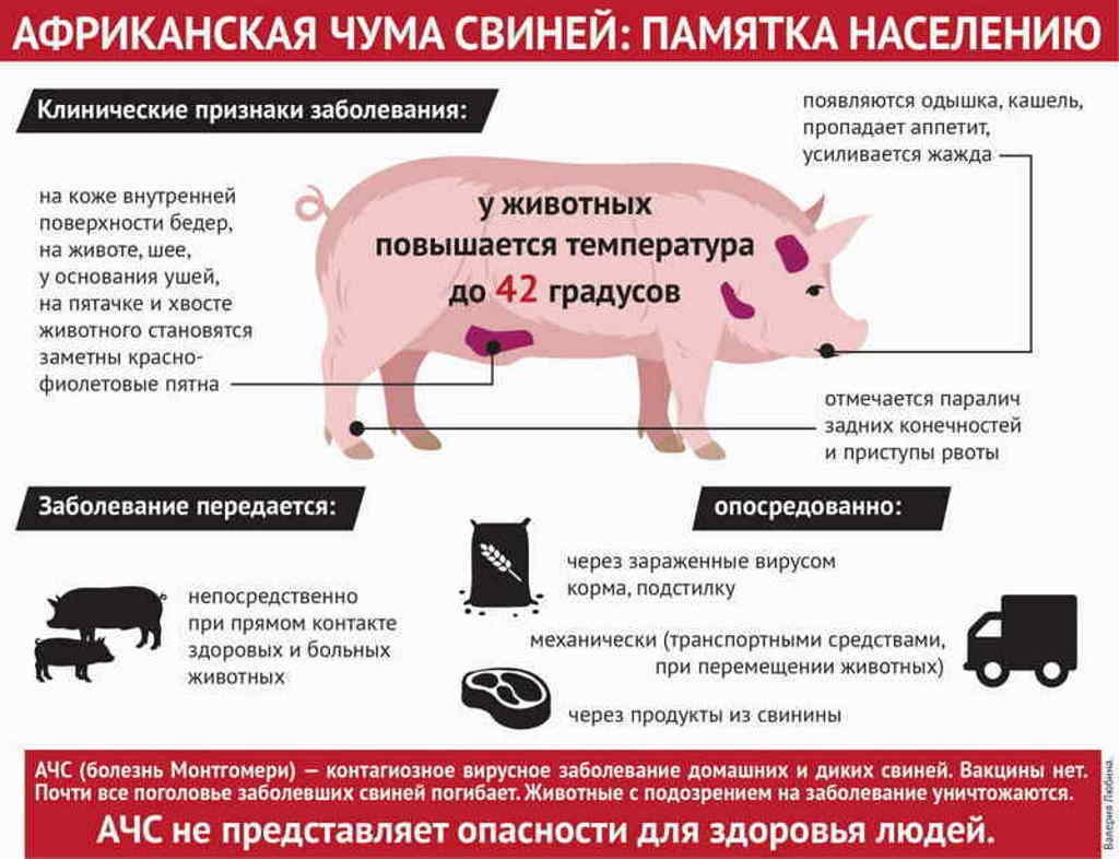 Африканская чума свиней