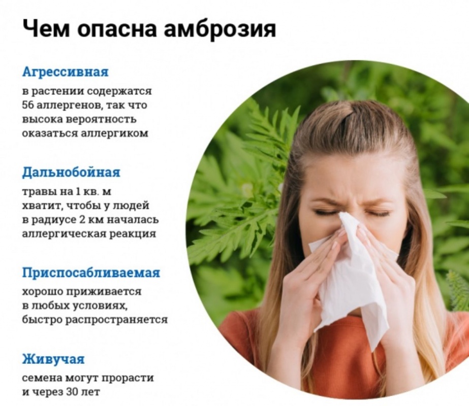 Чем опасна амброзия