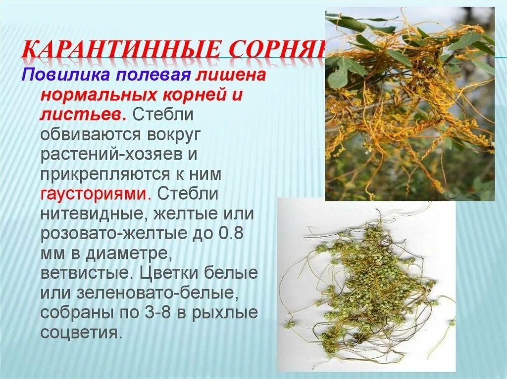 ВАЖНО! КАРАНТИННЫЕ СОРНЯКИ!