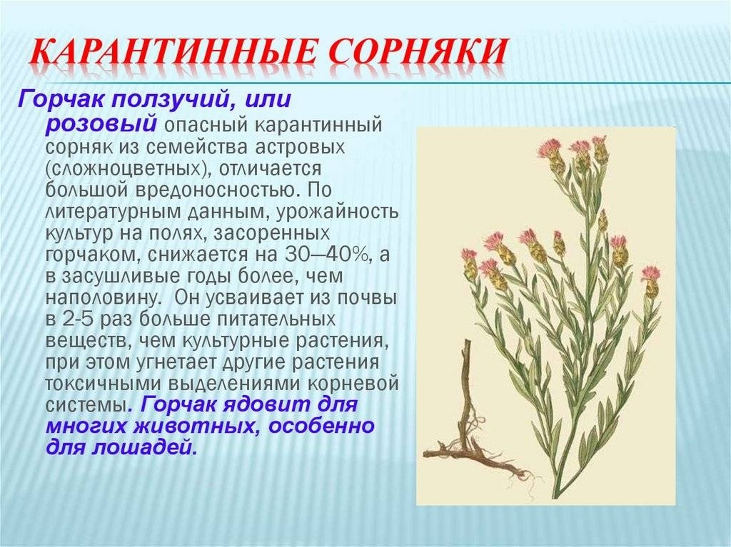 ВАЖНО! КАРАНТИННЫЕ СОРНЯКИ!