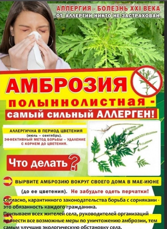 Амброзия! самый сильный аллерген!