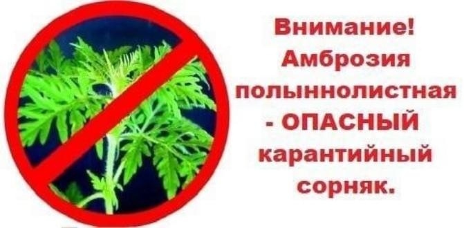УНИЧТОЖАЙТЕ АМБРОЗИЮ!