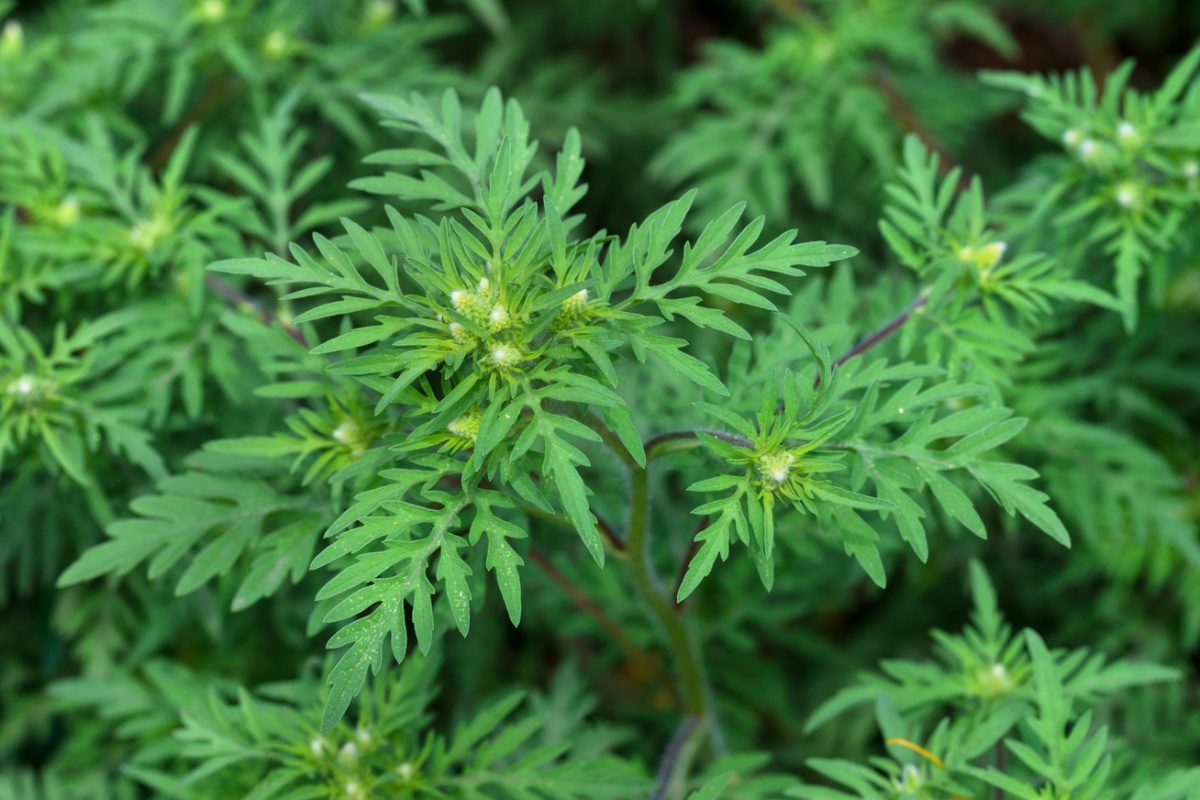 Министерство здравоохранения и Министерство сельского хозяйства и пищевой промышленности предупреждают: амброзия представляет серьёзную угрозу как для здоровья, так и для сельского хозяйства.