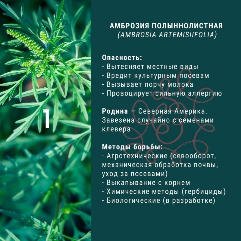 ОСТОРОЖНО АМБРОЗИЯ!