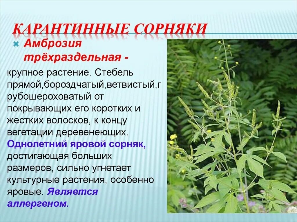 Уничтожь амброзию!