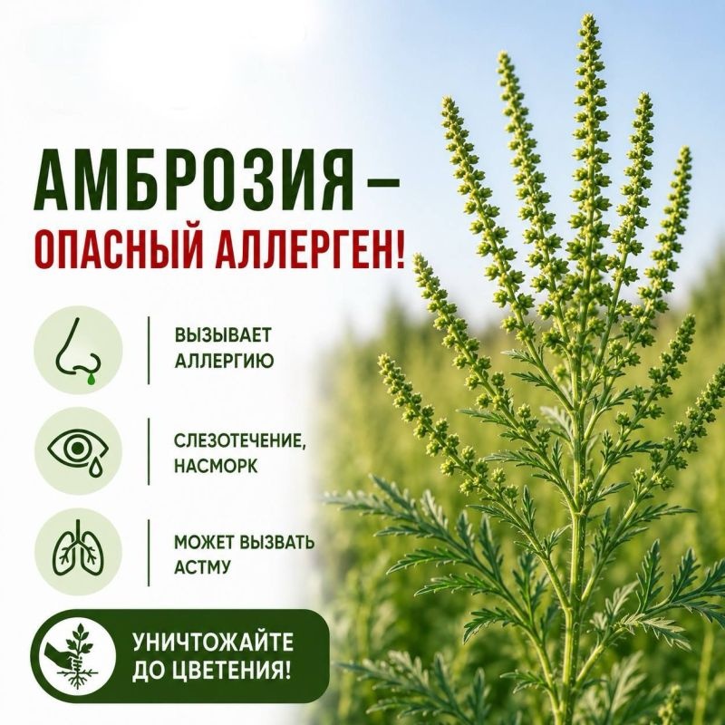 Амброзия